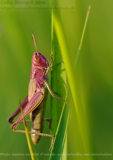 criquet rose (insecte macrophotographie) criquet rose (insecte macrophotographie)