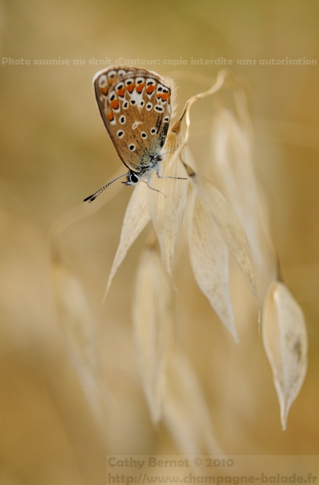 Papillon perché sur un épi de graminée sauvage