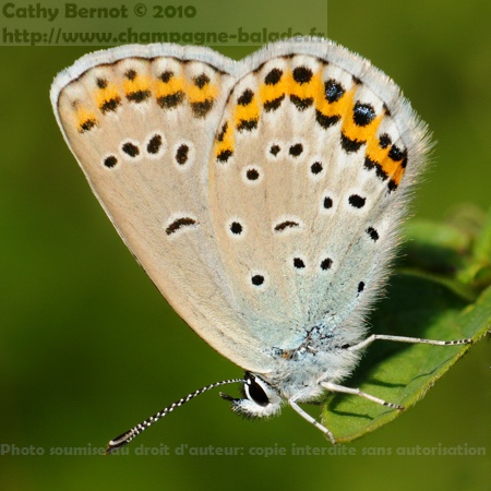 Gros plan macro papillon azuré