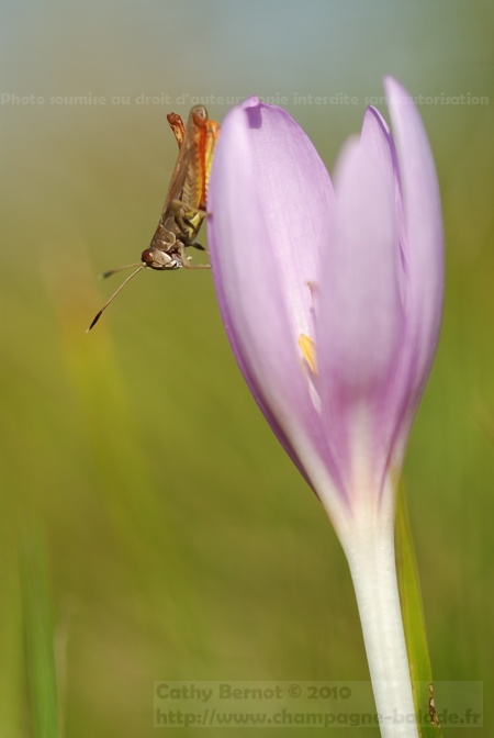 Un criquet sur une fleur de colchique