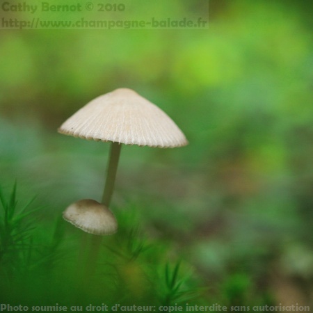 Photo de champignon blanc sous les nuages