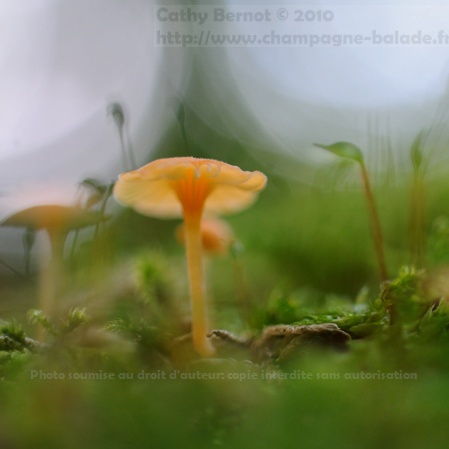 Photo macro de champignon dans la mousse