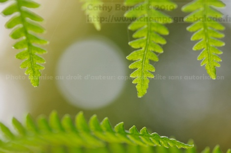 Photo de fougère en forêt