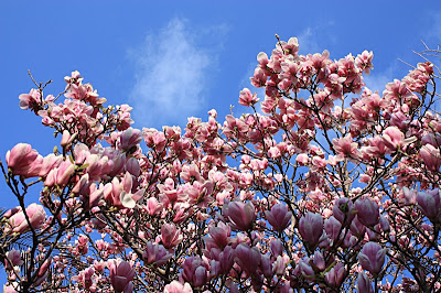 Primavera