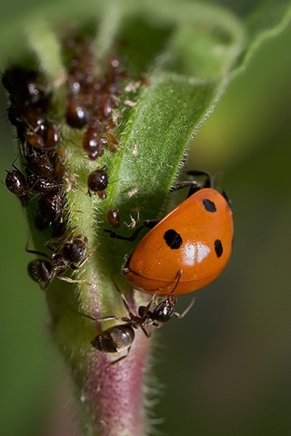 [ladybug and ant[3].jpg]