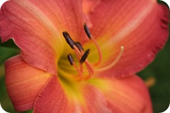 Red flower