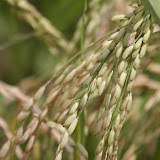 IMG_9930.JPG