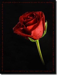 rosa-roja-1-
