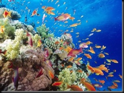400_1210561676_coral-reef-southern-red-sea-near-safaga-egypt