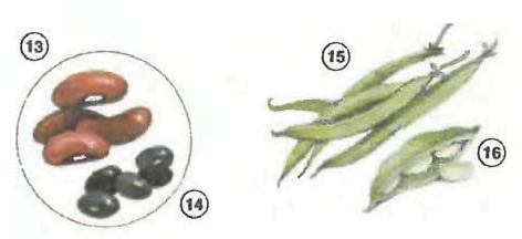 bean Vegetables food