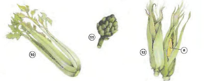 celery artichoke ear%20of%20com %20cob Vegetables food