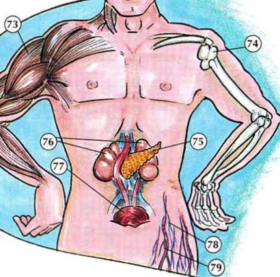 veins and arteries of body. 79. arteries