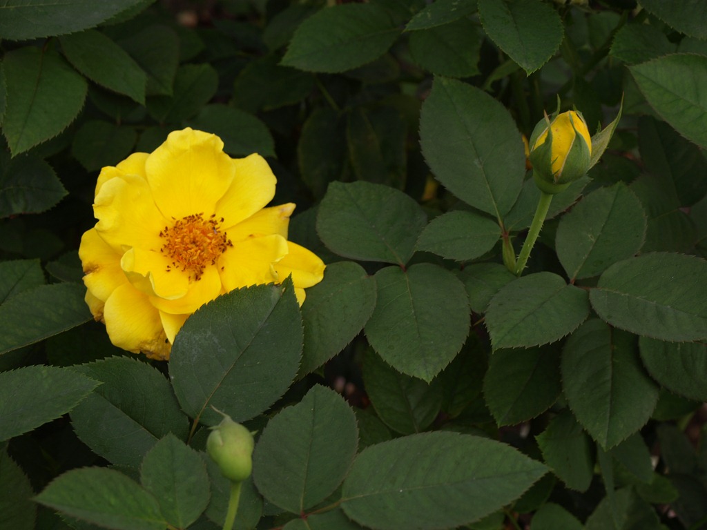 [PA2470753.jpg]