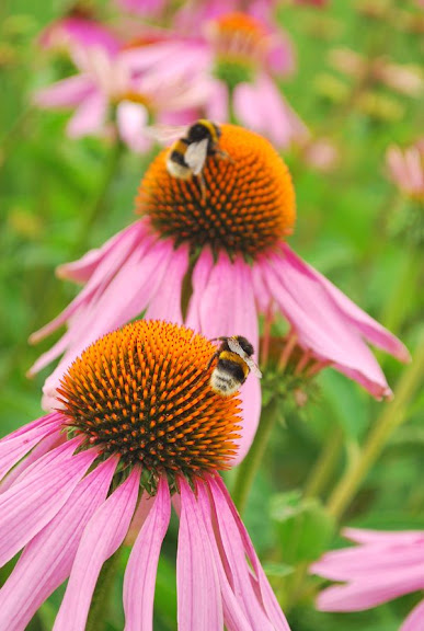 Cone Flower and Bees, Wenkenhof - Riehen, Switzerland