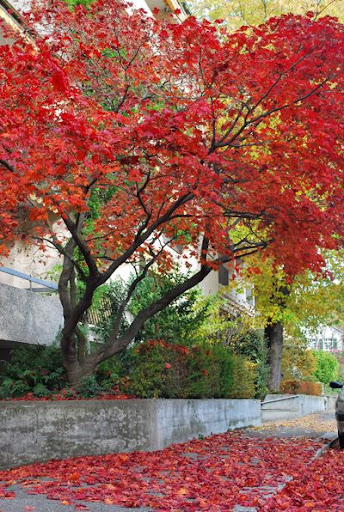 2009 Fall in Basel, Switzerland