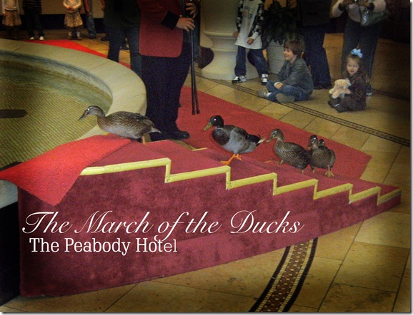 March of the Ducks