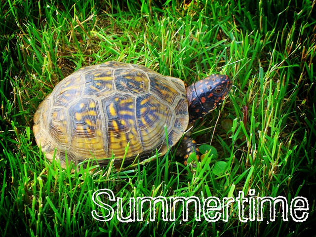 [Summertime[4].jpg]