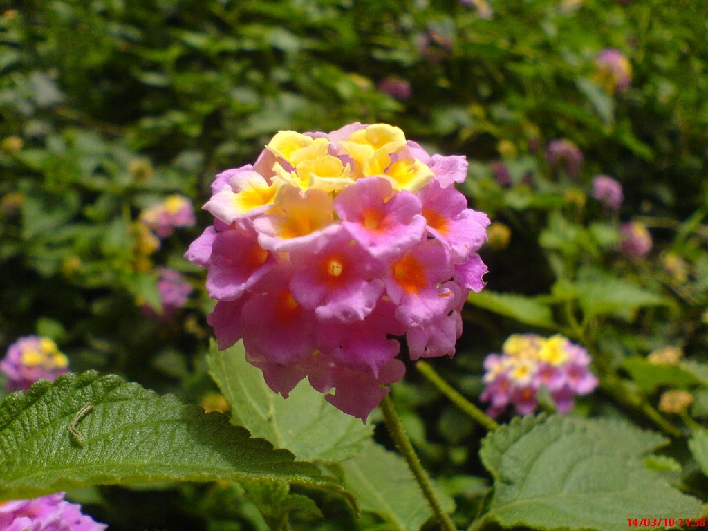 DSC00101.JPG