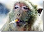 monyet-merokok