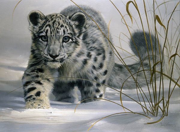 [snow_leopard[13].jpg]