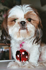 2009-02-04 Slideshow