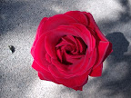 {BF4978A3-36AE-4B68-Afc5-9BD334427B8B} Slideshow