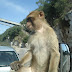 Gibraltar 110.jpg, Fotos Gibraltar