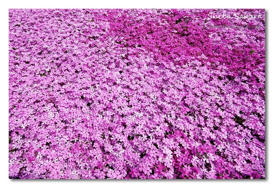 [flores sakura[6].jpg]