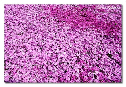 flores sakura
