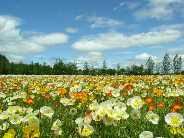 [campo flores primavera[5].jpg]