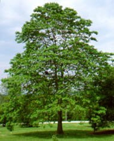 [sassafras albidum[5].jpg]