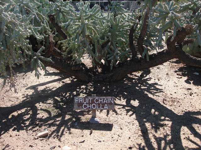 [FruitChainCholla[2].jpg]