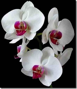orchid_