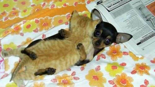 [caught-in-the-act[11].jpg]