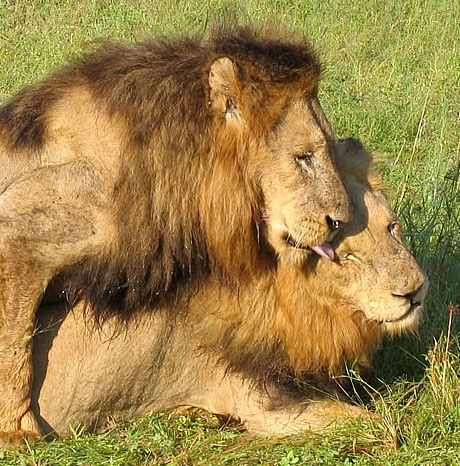 [PrideofLions[11].jpg]