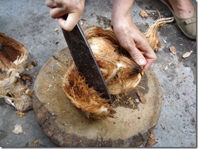 pro coconut processing