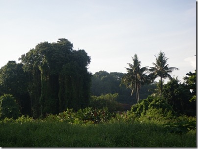 mini tropical rain forest