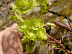  Adenium and Euphorbia 