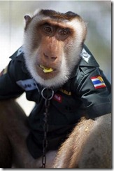 monkey_police_08