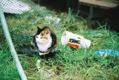 Calico feral kitten