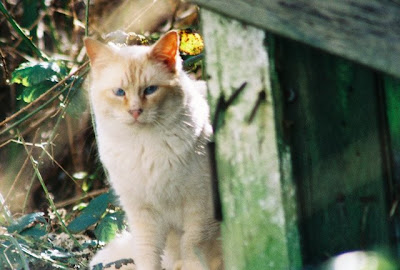 Young feral cat photo