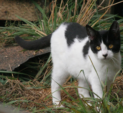 Feral kitten-cat I call Cow Cat for her coloring. She is beautiful and wild