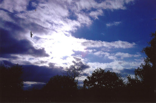 Sobrevolando por la ciudad - Autor: Caballero, Camila