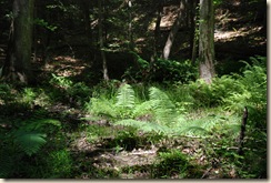 Ferns