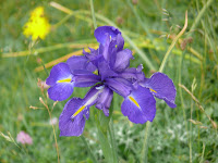 Lirio Photo