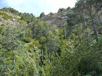 Entre pinares Photo