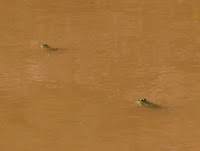 Ranas Photo