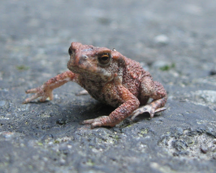 foto: fotomodelka