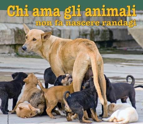 [amicicani_390857706_ocandinachiliamacisegua[5].jpg]