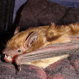 North American Bat Tracker